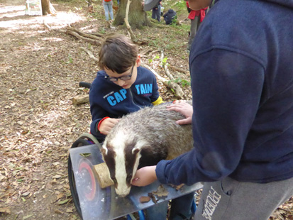 Felix streichelt den Dachs bei der rollenden Waldschule.